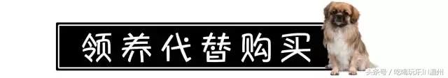 爱狗如命的女孩是什么心理,爱狗如命的女主角