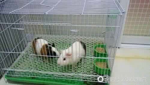 天竺鼠的饲养注意事项,天竺鼠和仓鼠有什么不一样