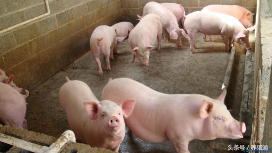 母猪发情了，但不让公猪配种，咋回事？