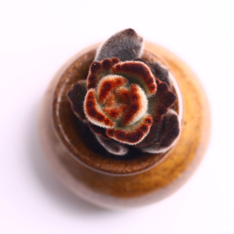 可爱的呆萌多肉,萌的多肉小植物