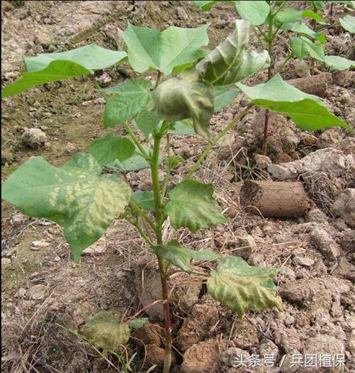 棉花枯黄萎病的药物有哪些,棉花枯黄萎病抗病性鉴定