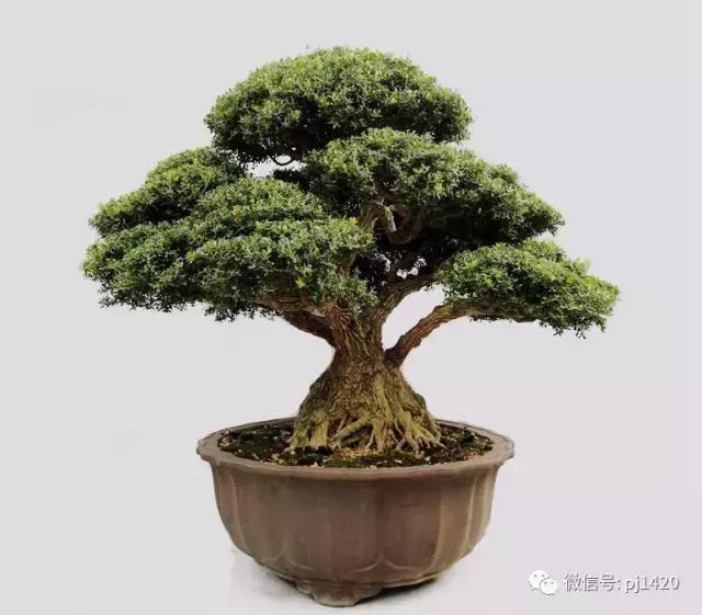 50种盆景树图片大全,50种盆景植物图片大全