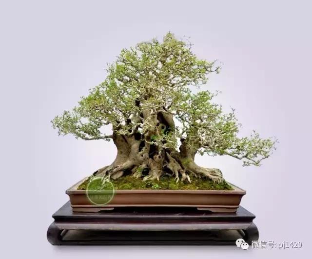 50种盆景树图片大全,50种盆景植物图片大全