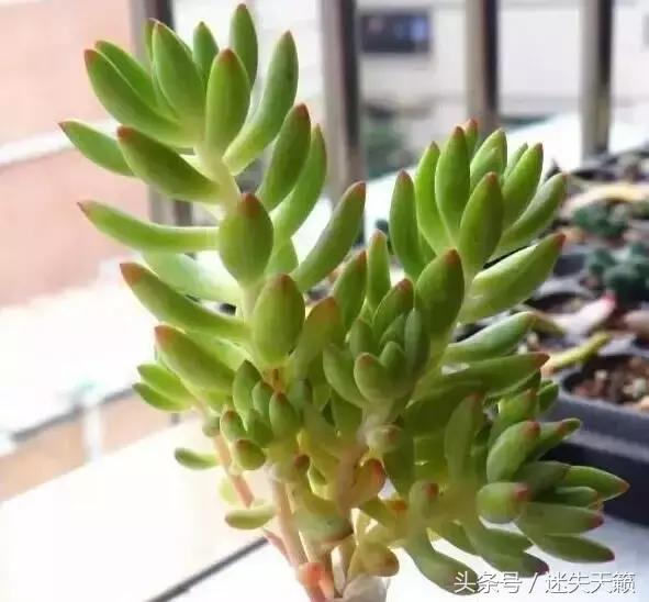 多肉，你小时候的样子太萌了，可千万别长大，长残