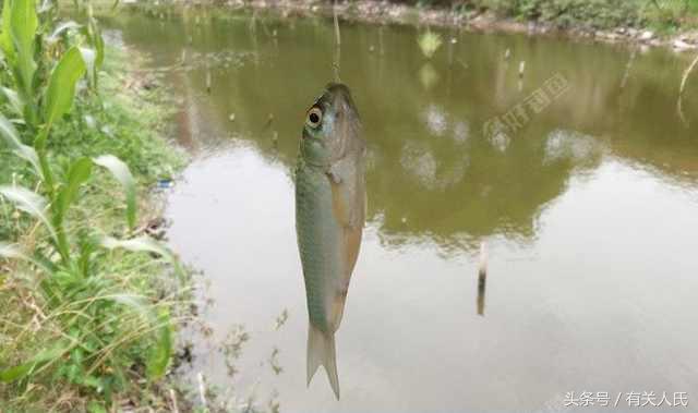 20块钱的黑塘，3个人1天收获50多条鱼，这次钓鱼很爽