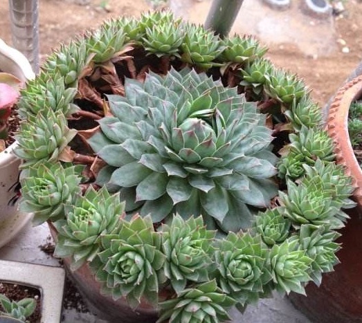 观音莲如何养得好看,观音莲怎么养周围能有一圈头