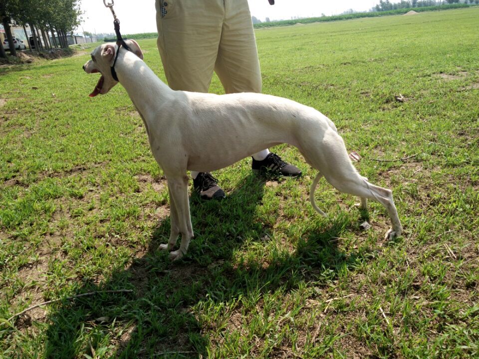 格惠和灵慧幼犬区别,格惠灵惠怎么样