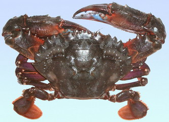 又到了吃螃蟹的季节怎样挑选螃蟹,如何正确挑选食用螃蟹你都知道吗