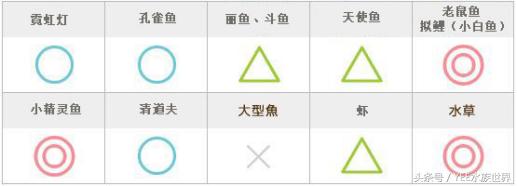 用简单的方法让鱼缸变的更清澈,掌握这些技巧让你的鱼缸更加清爽