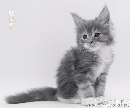 每日一猫全集播放,每日一猫完整版