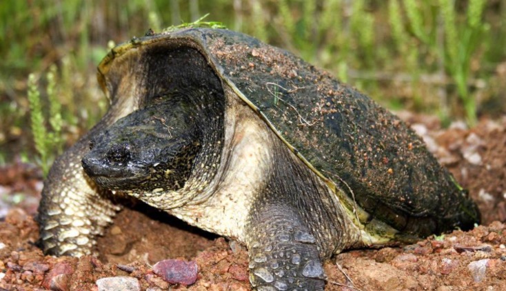 鳄龟该怎么养才养得好,鳄龟适不适合家庭养怎样养好鳄龟