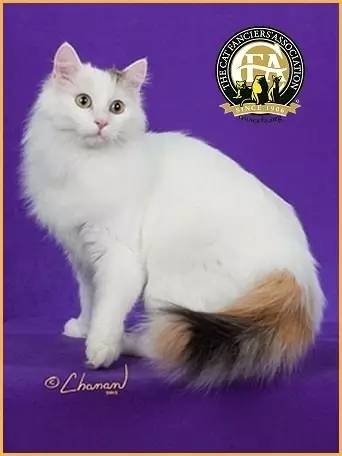 土耳其梵猫寿命,每日一猫