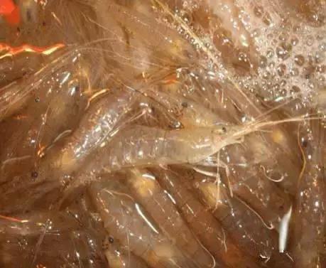 羊口开海！倒计时一天！第一网吃起来！看完哈喇子流一地