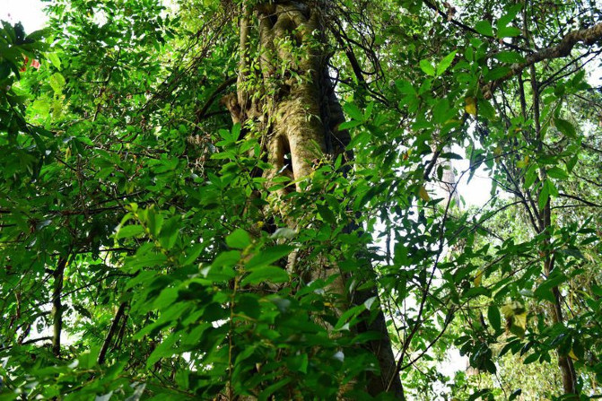 去西双版纳旅游吃住行攻略,去西双版纳旅行自由行攻略