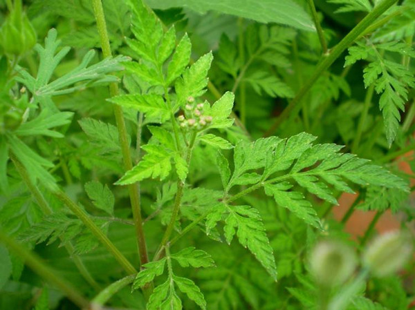 农村常见野草名称及作用,农村常见的野草及功效