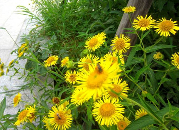 农村常见的野草及功效,你知道的农村最常见的野草