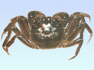 又到了吃螃蟹的季节怎样挑选螃蟹,如何正确挑选食用螃蟹你都知道吗