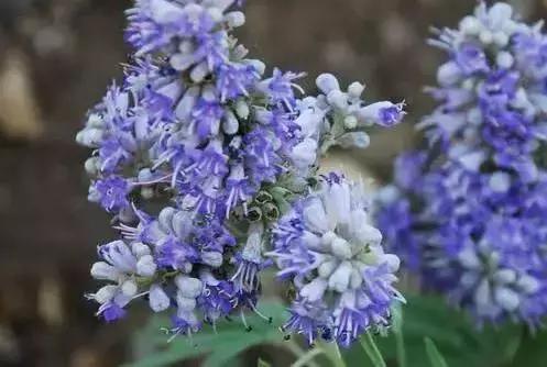 蔓越莓和圣洁莓什么时候吃,蔓越莓会让月经推迟吗