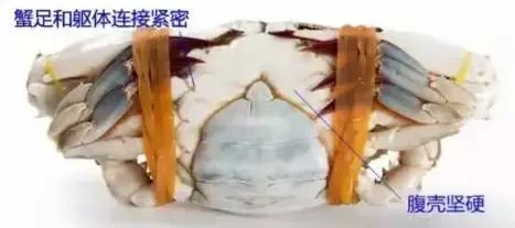 梭子蟹现在好吃吗,梭子蟹现在肉多不多