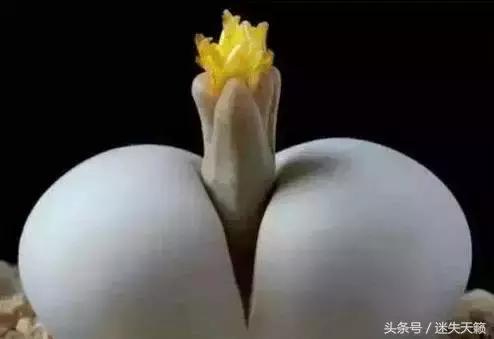 多肉，你小时候的样子太萌了，可千万别长大，长残