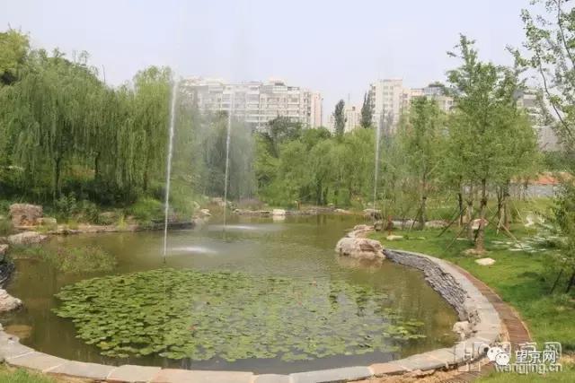 厚积薄发银杏,望京公园和大望京公园哪个好