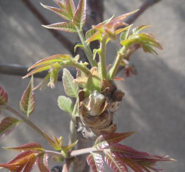 农村门前种了这六种旺财树,院子里种什么树风水好又辟邪