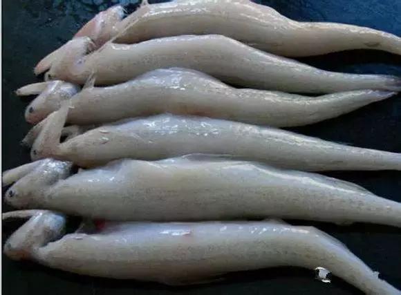 羊口开海！倒计时一天！第一网吃起来！看完哈喇子流一地