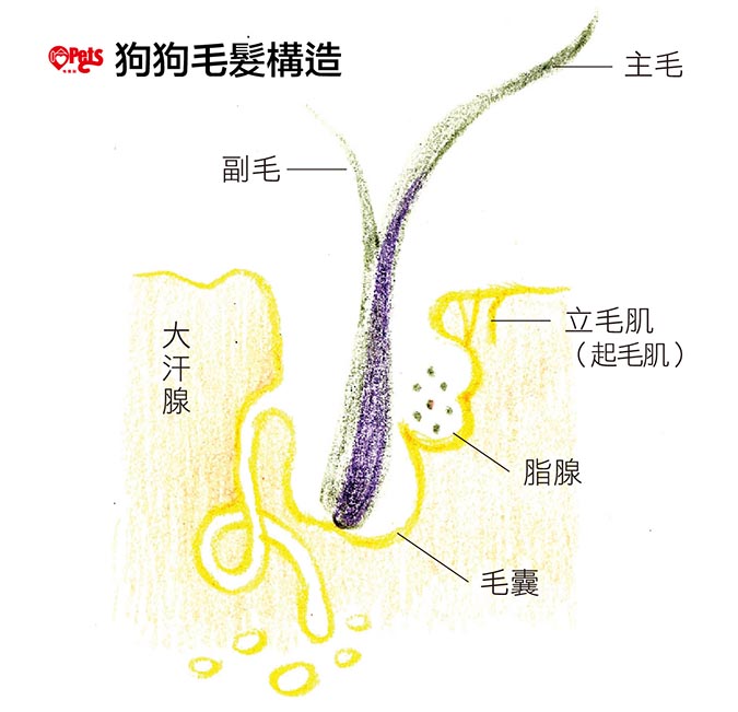 怎么让金毛毛发茂盛,怎么让金毛毛发旺盛