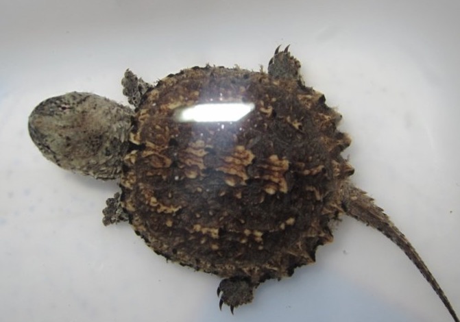 家里养鳄龟的养殖方法及注意事项,如何养好鳄龟让鳄龟更凶狠