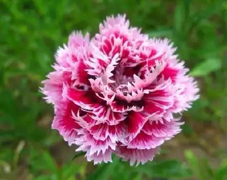 全世界各国的国花有哪些,世界各国国花有哪些