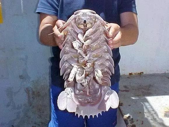 羊口开海！倒计时一天！第一网吃起来！看完哈喇子流一地