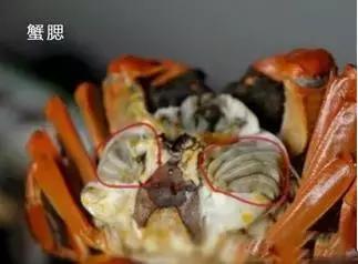 羊口开海！倒计时一天！第一网吃起来！看完哈喇子流一地