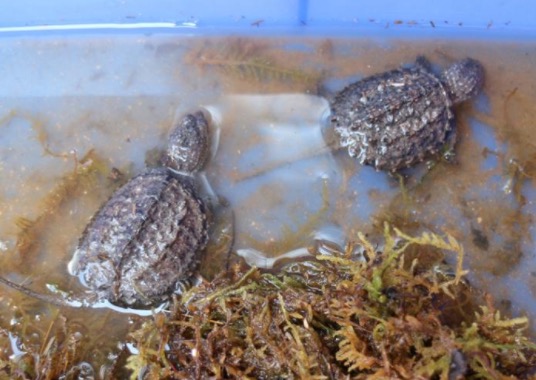 家里养鳄龟的养殖方法及注意事项,如何养好鳄龟让鳄龟更凶狠