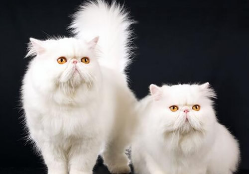 猫咪头顶掉毛但是无结痂是猫癣吗,猫咪身上一块一块的掉毛是啥原因