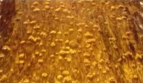 金丝楠乌木帝王黄好吗,金丝楠乌木和阴沉木区别