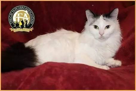 土耳其梵猫寿命,每日一猫