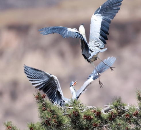名曲闲云野鹤,古曲闲云孤鹤赏析