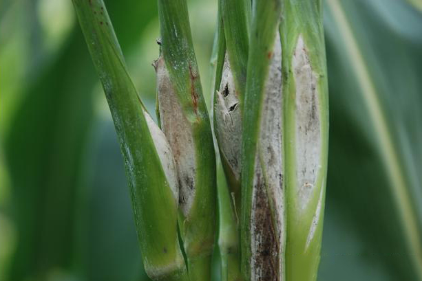 美食|舌尖上的东戴河:东北乌米