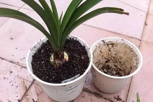 9月至12月什么花好看,9月适宜养的花