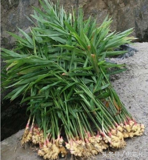 鐢熷鎵撶鎬庝箞淇濆瓨,鐢熷鍙互鍐峰喕淇濆瓨