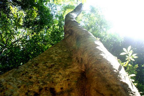 大自然新三层原木风地板批发价,大自然地板橡木之秋
