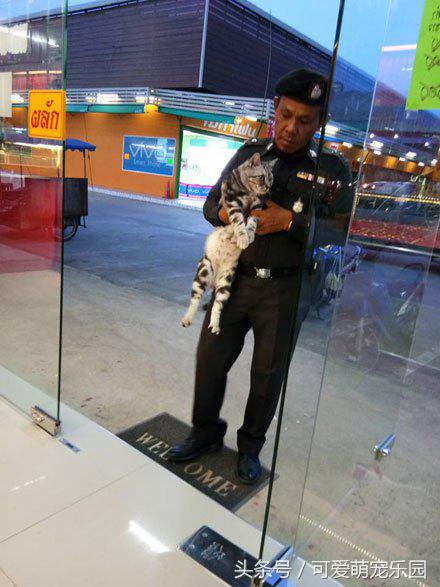 爱睡懒觉的喵大人,喜欢睡懒觉的猫猫