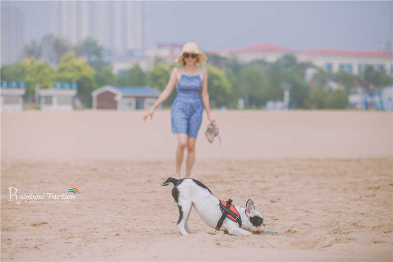 带着狗狗去旅行秦皇岛,带着狗狗旅居