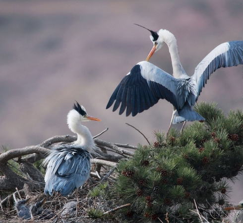 闲云野鹤曲子赏析,古曲闲云野鹤