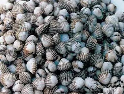 羊口开海！倒计时一天！第一网吃起来！看完哈喇子流一地