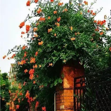 凌霄盆景如何养护,凌霄盆栽植物