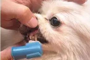 狗狗嘴巴臭,狗狗嘴臭最好解决办法