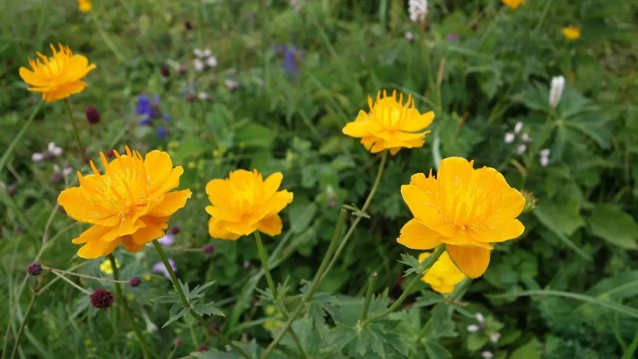 驼梁在石家庄什么地方,石家庄驼梁在石家庄的什么位置