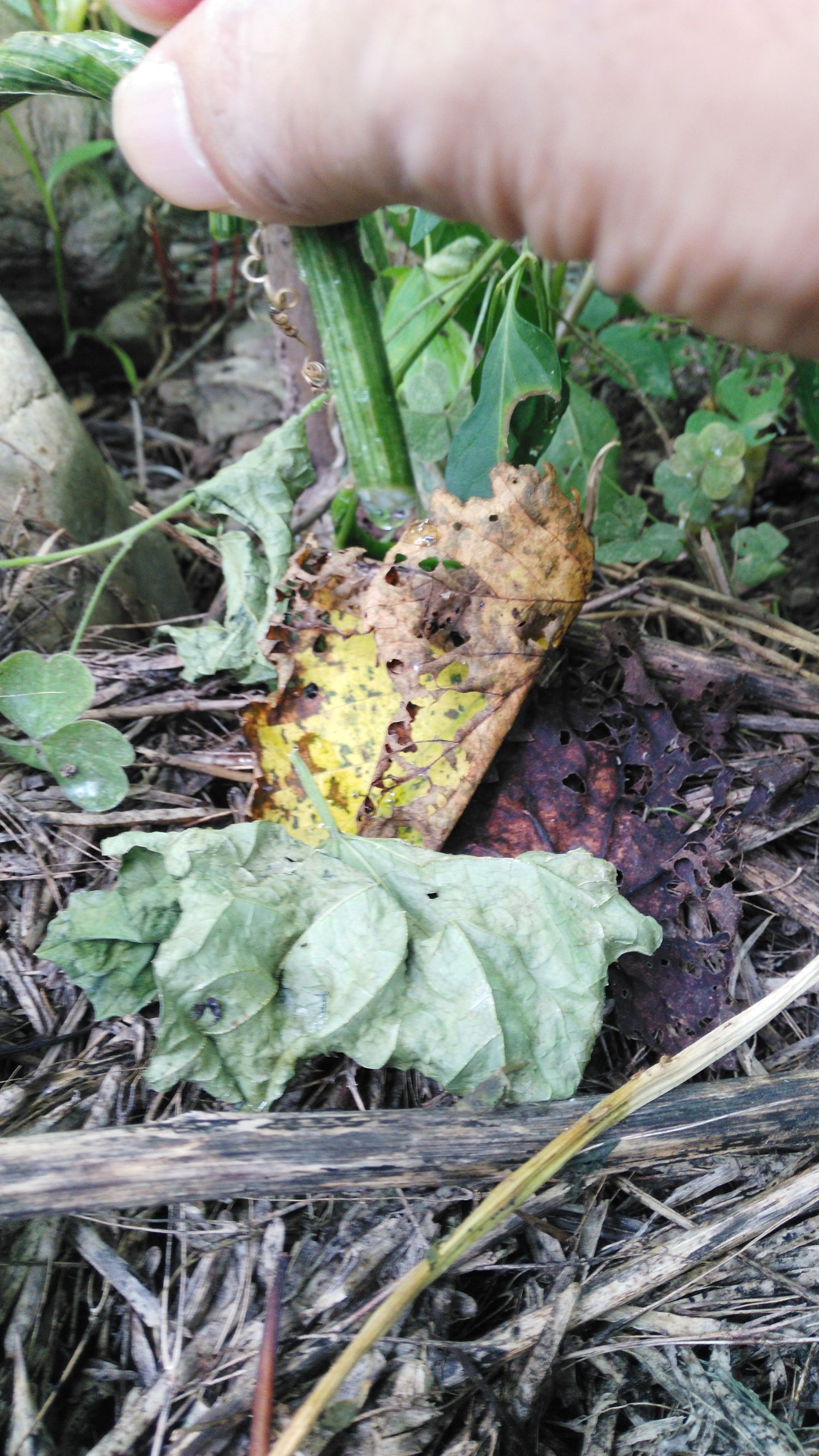 丝瓜汤治咽炎的偏方,丝瓜水治慢性咽炎一天喝几次