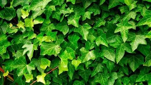 铲屎官养宠物的正确方法,铲屎官如何对待死掉宠物